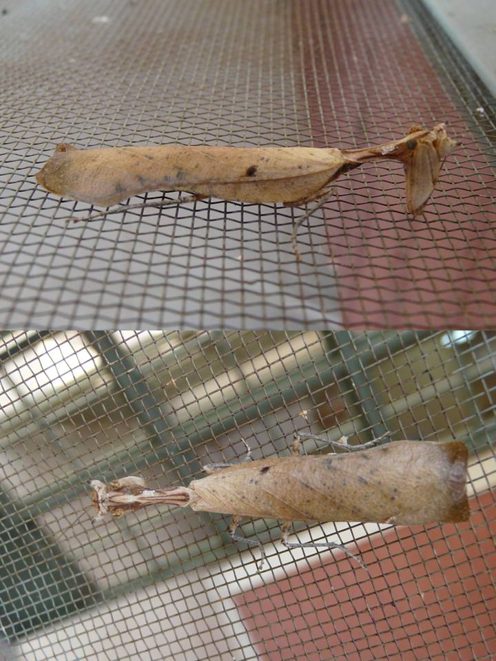 FIGURE 15 FIGURE 15